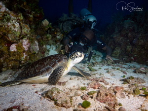 Louis was filming green sea turtle (who was so cooperative) by Patricia Sinclair 